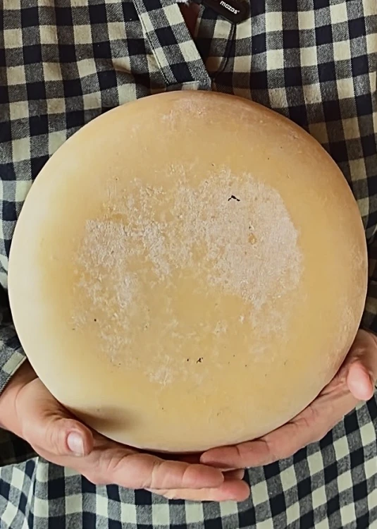 gouda_owcza_2.jpg