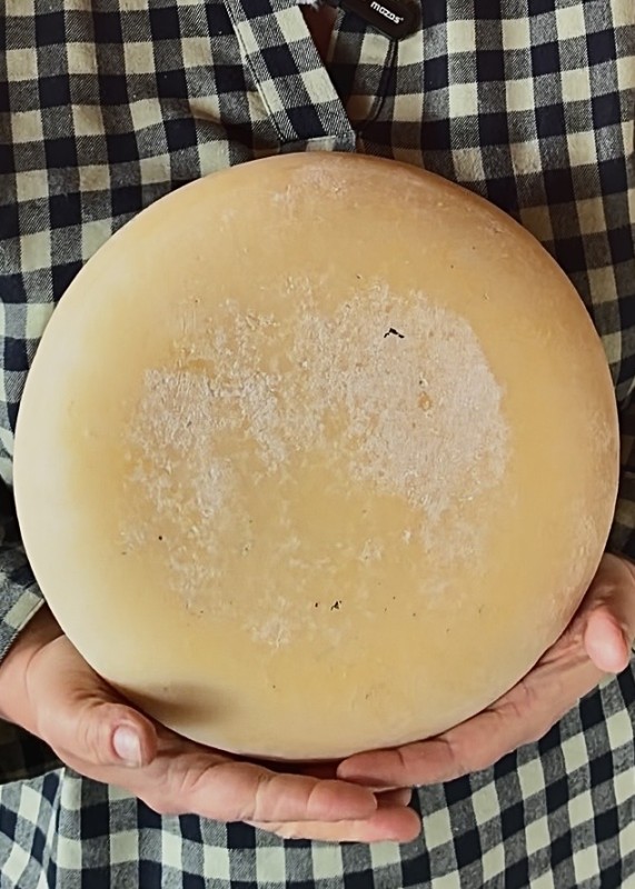 gouda_owcza_2.jpg