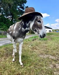 Dzień na Farmie (9).jpg