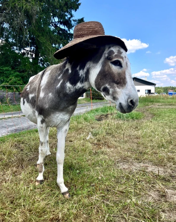 Dzień na Farmie (9).jpg