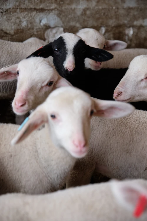 Dzień na Farmie (6).jpg