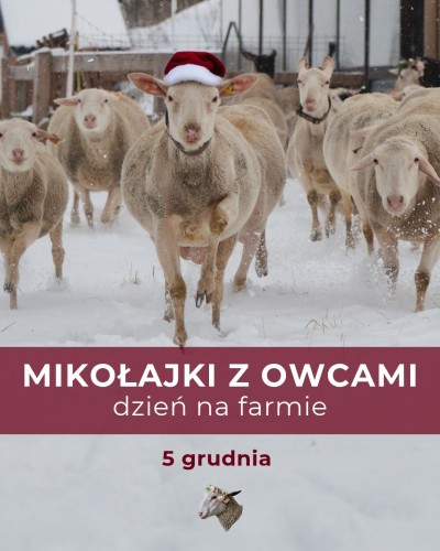 Mikołajki z owcami - 5 grudnia 2026