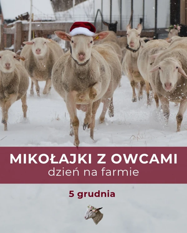 Mikołajki z owcami - 5 grudnia 2026
