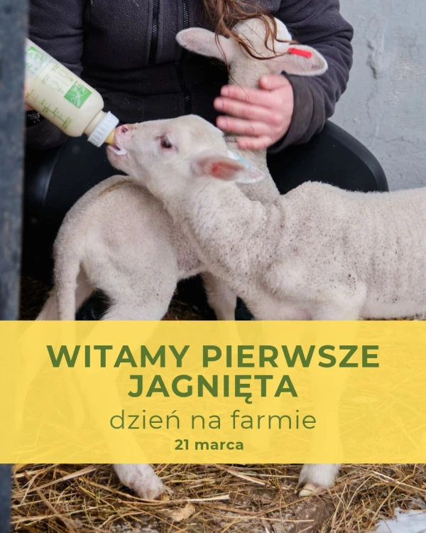 Witamy pierwsze jagnięta - Dzień na Farmie 21 marca 2027