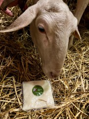 bryndza owcza świeża