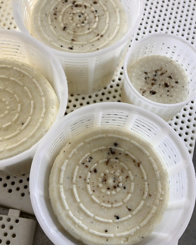 świeżak owczak z truflami od Antonio